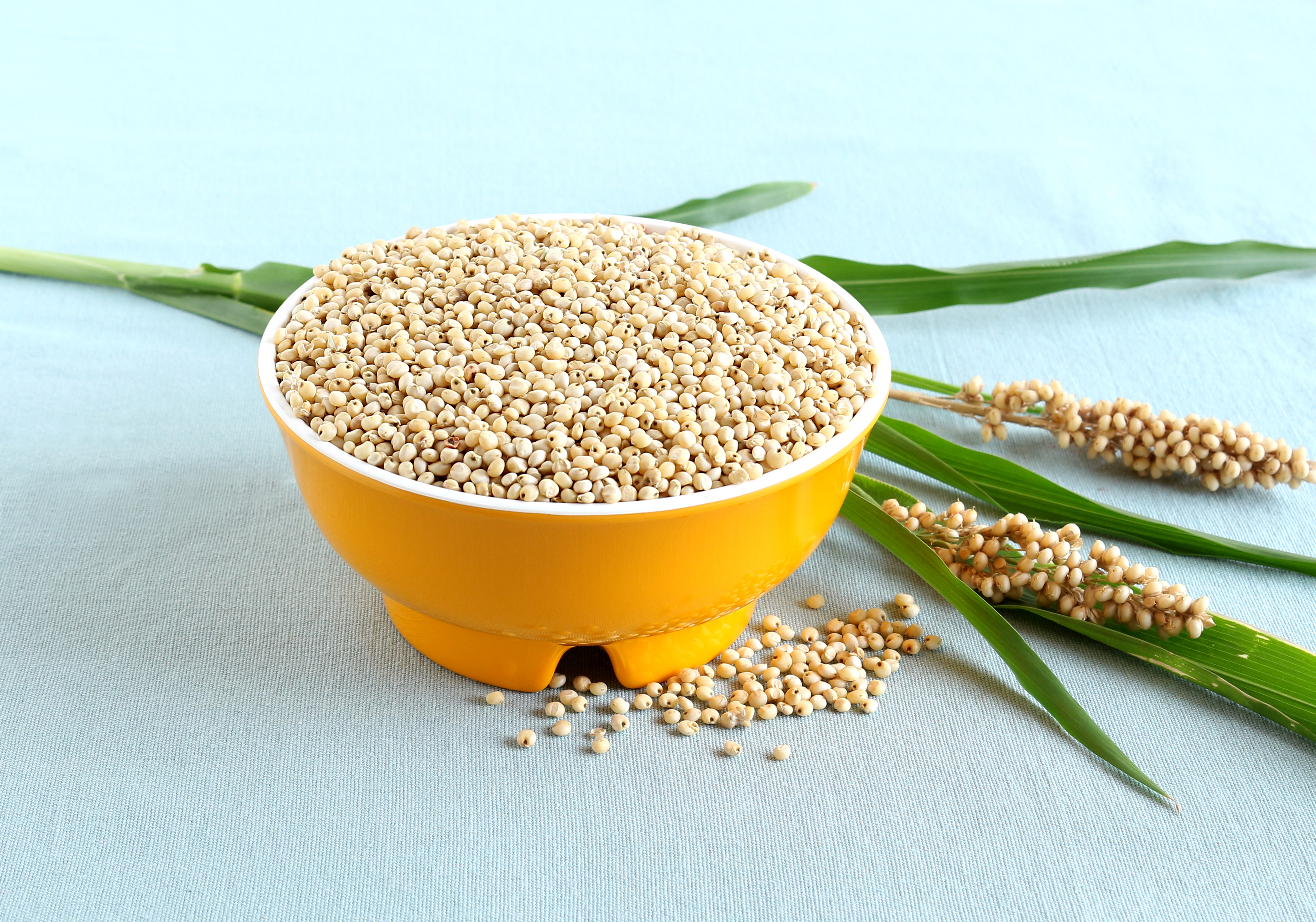 Sorgul, o cereală cu beneficii uimitoare