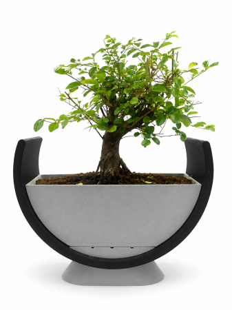 Green Living - Ghiveci Bonsai Premium Design Modern Imprimat 3D