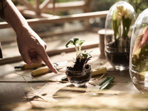 Căsuţă | Sera OU pentru plante [2]