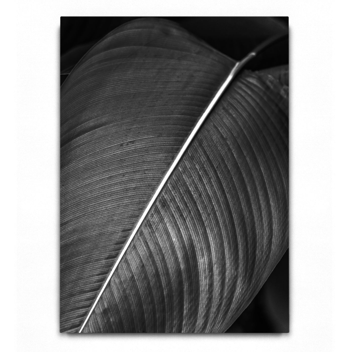 Abstract Leaves 01 B&W [2]