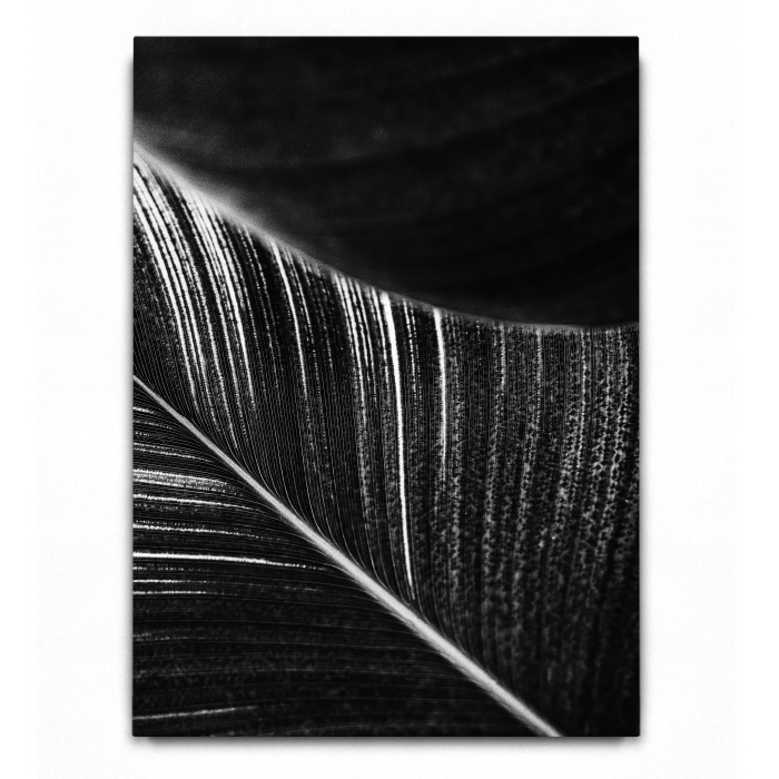 Abstract Leaves 02 B&W [2]