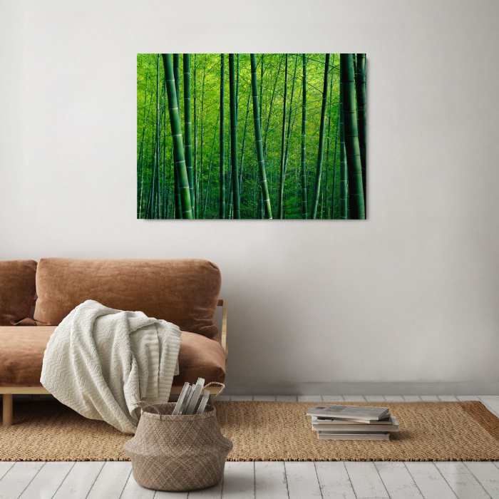 Bamboo Forest in China [2]