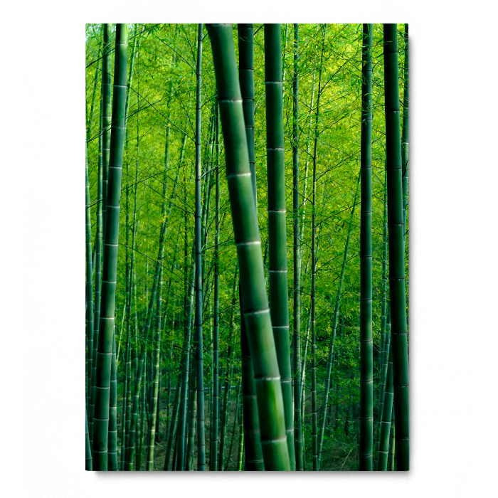 Bamboo Forest in China [3]
