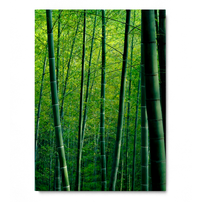 Bamboo Forest in China [4]
