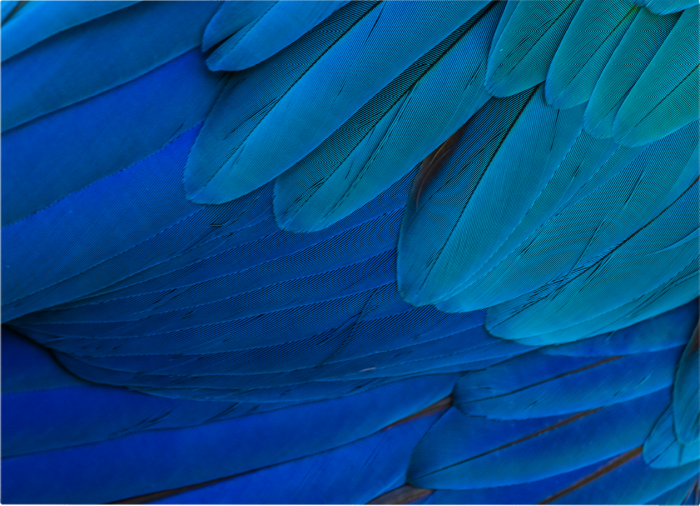 Blue Bird Landscape [3]