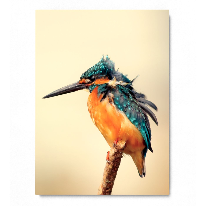 Blue Jay Portrait [3]