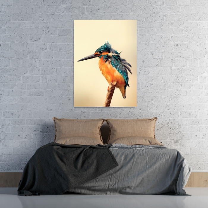 Blue Jay Portrait [1]