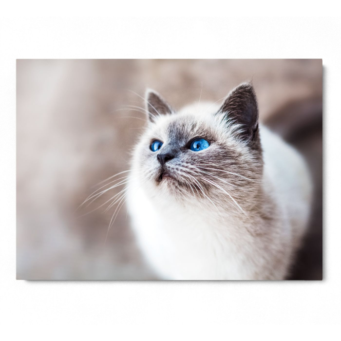 Cat Elegance Landscape [3]