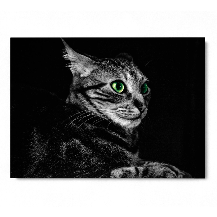 Cat Sense Landscape [3]