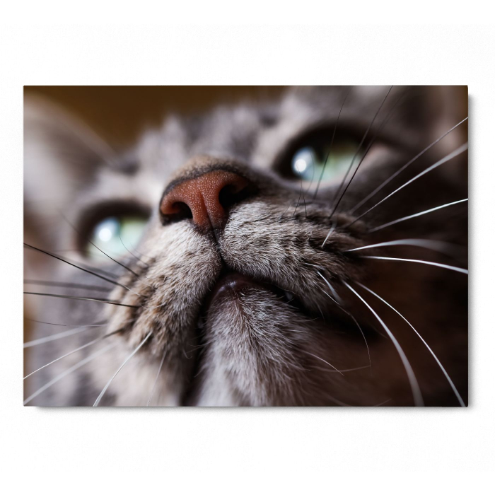 Cat Snout Landscape [3]