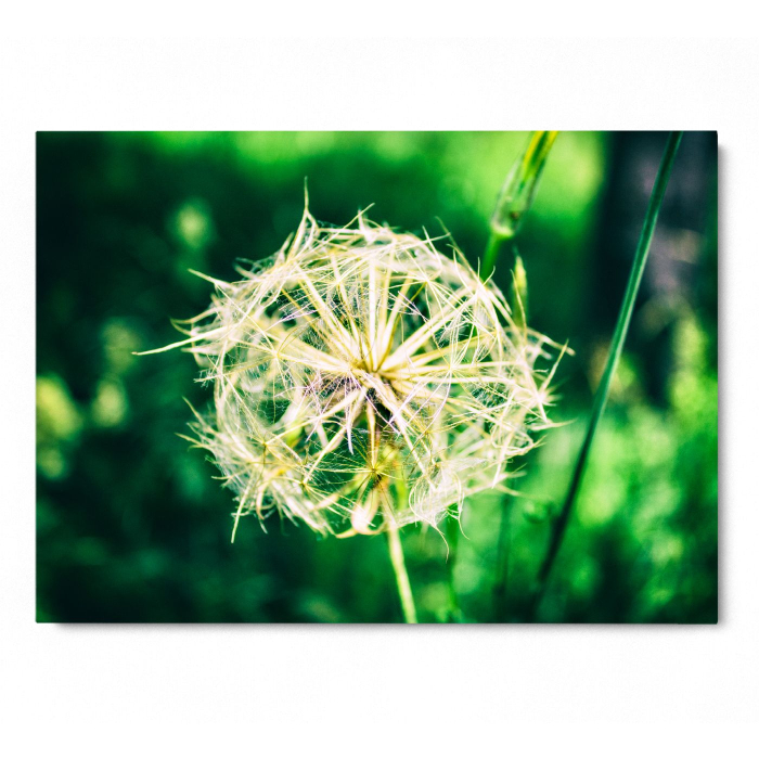 Dandelion [3]