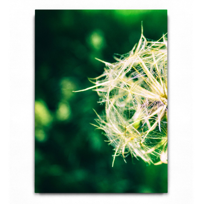 Dandelion [3]