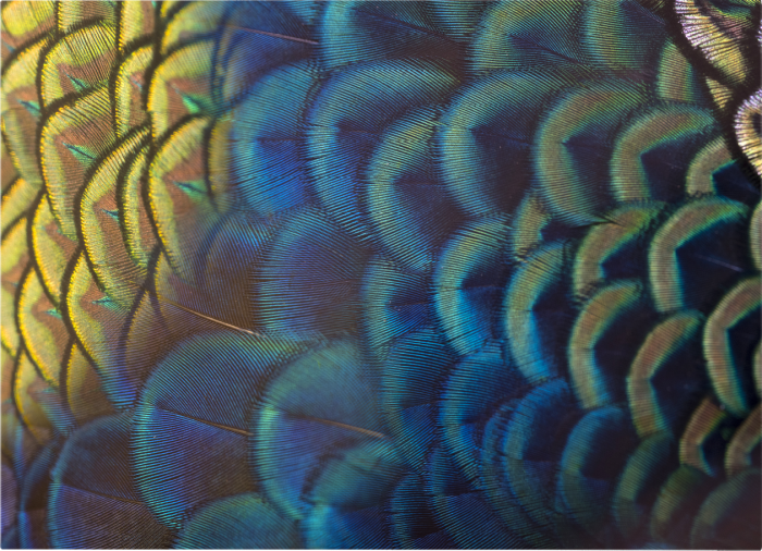 Feathers Landscape [3]