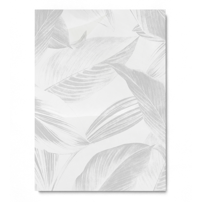 Gray Calathea Lutea Leaf [3]