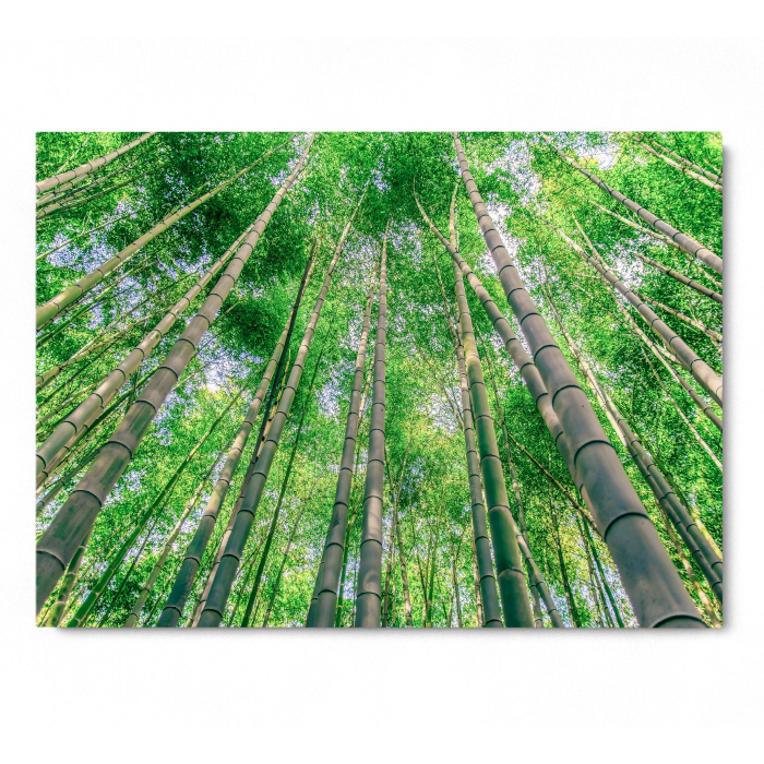 Green Bamboo [3]