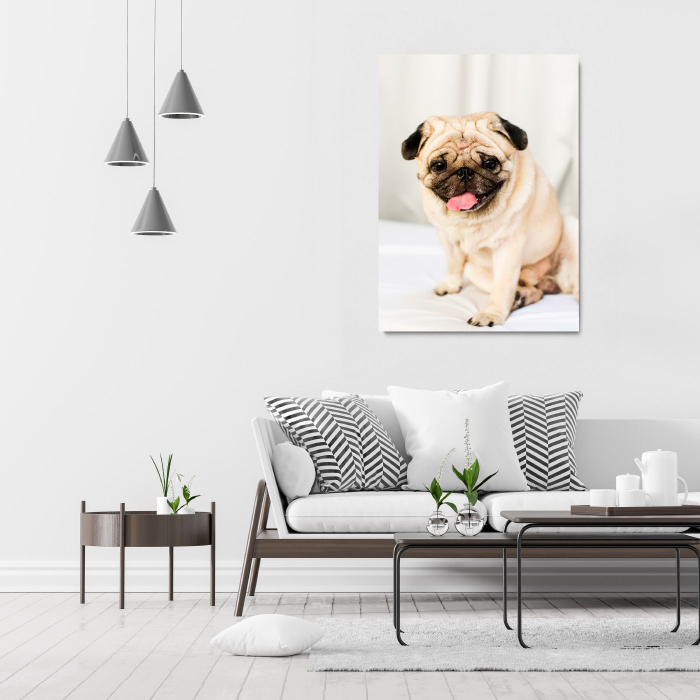 Happy Pug Portrait [1]