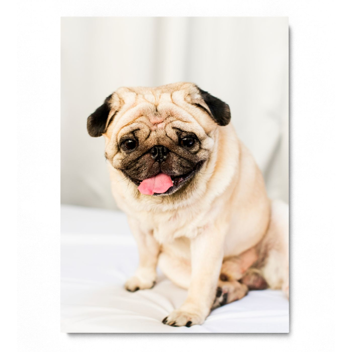 Happy Pug Portrait [3]
