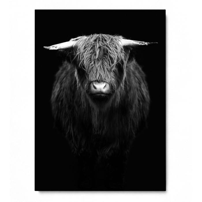 Highland Calf Portrait [3]