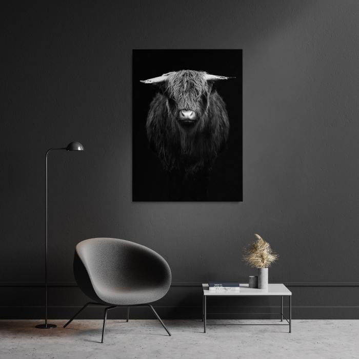 Highland Calf Portrait [2]