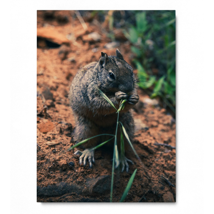 Hungry Squirrel Portrait [3]