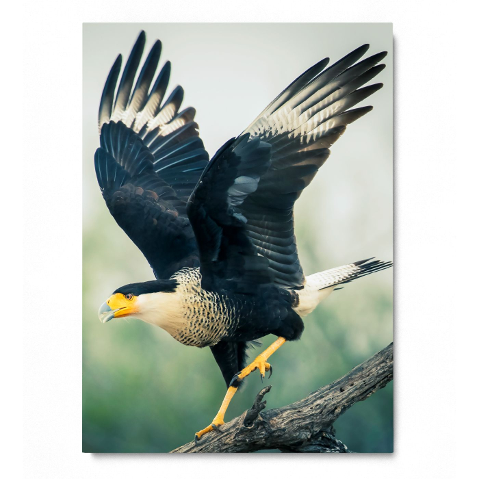 Legendary Eagle Portrait [3]