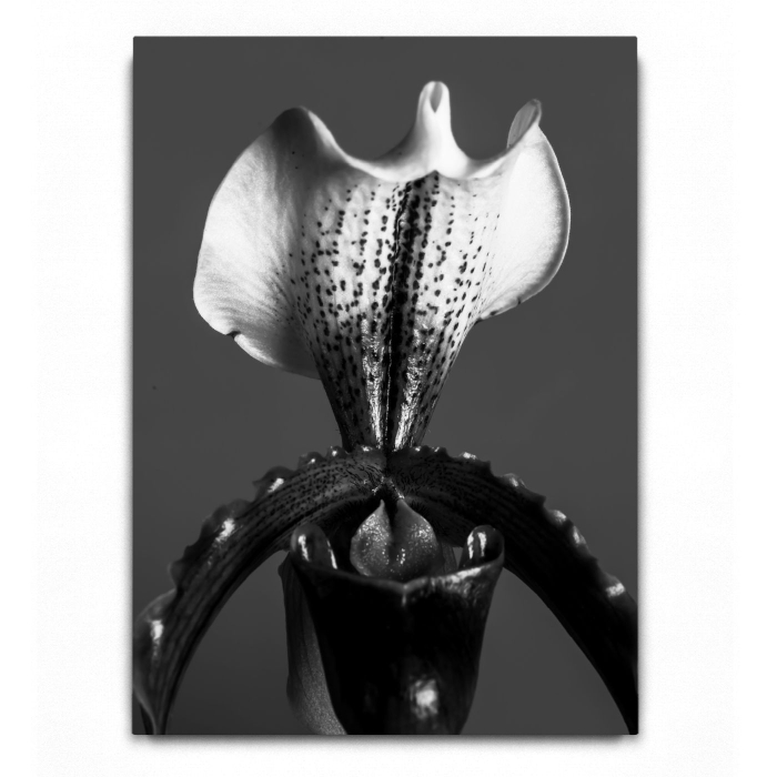 Orchid B&W [3]