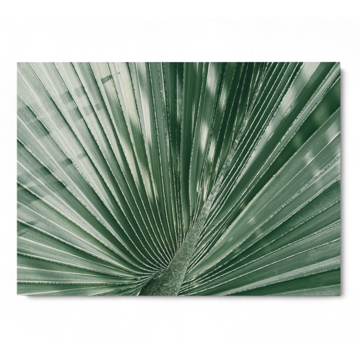 Palm Leaf [3]