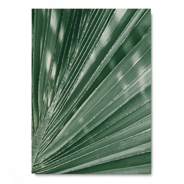 Palm Leaf [4]