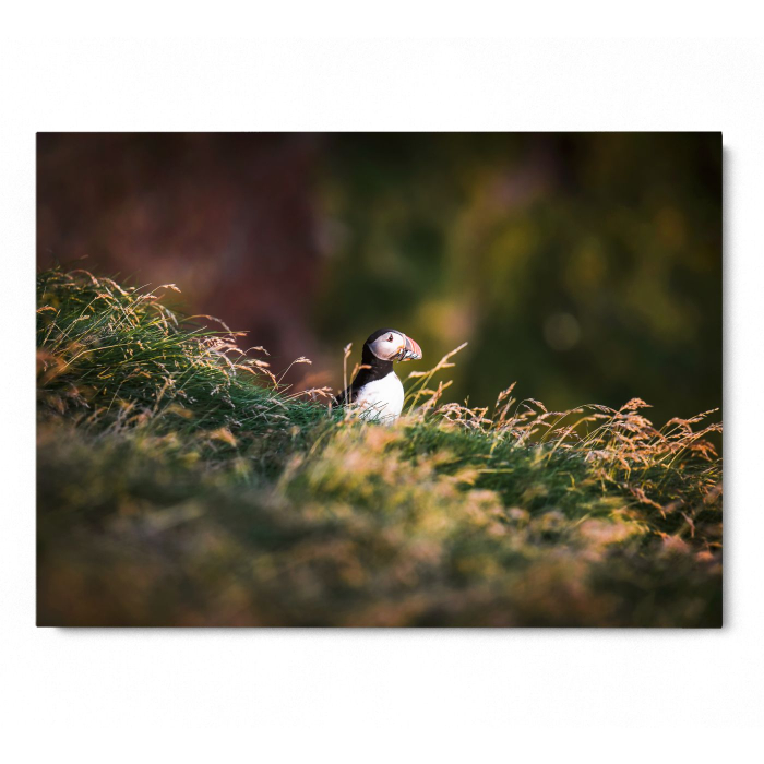 Puffin Landscape [3]