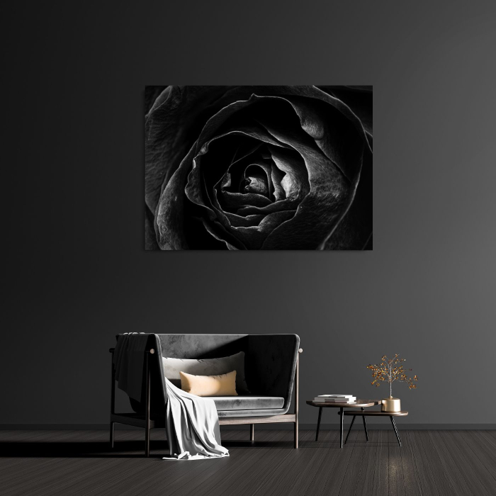 Rose on focus B&W [2]