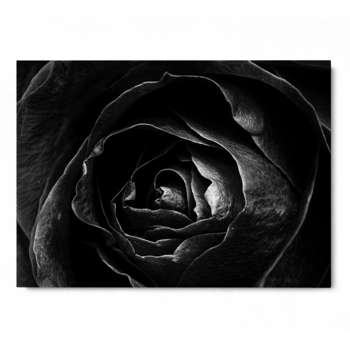 Rose on focus B&W [3]