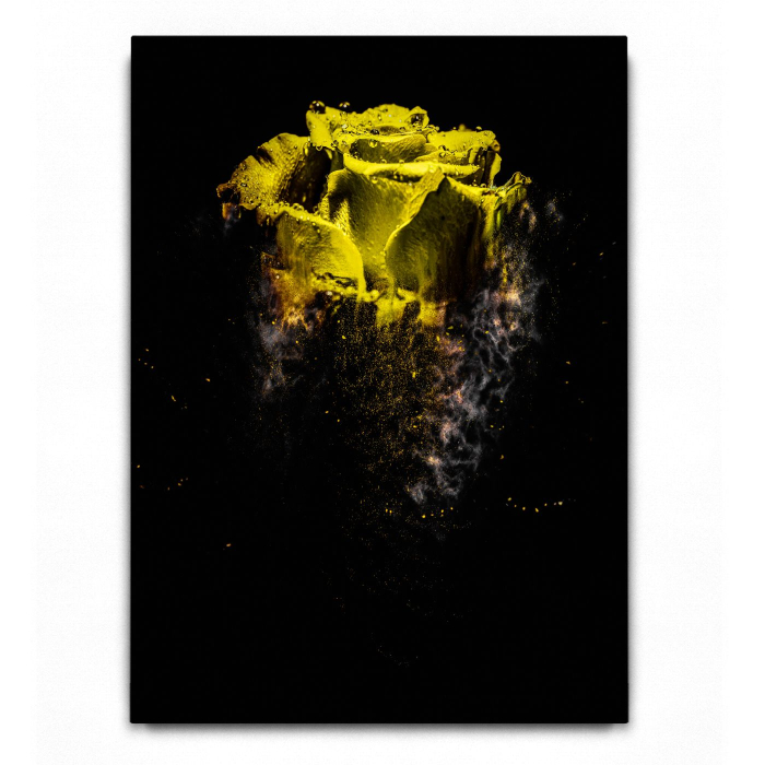 Rose sandstorm Yellow [2]