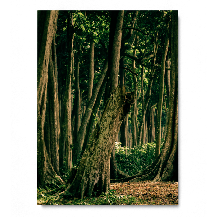 Tropical Forest India [3]