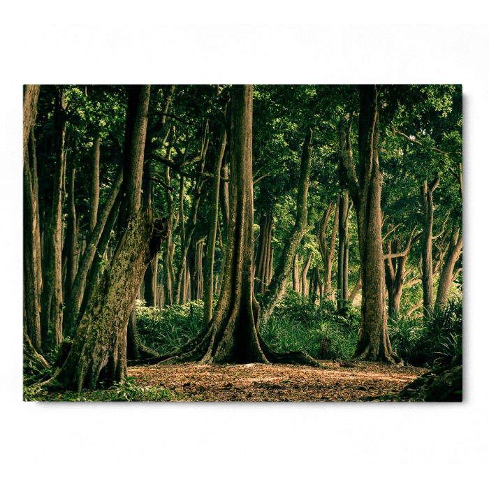 Tropical Forest India [3]