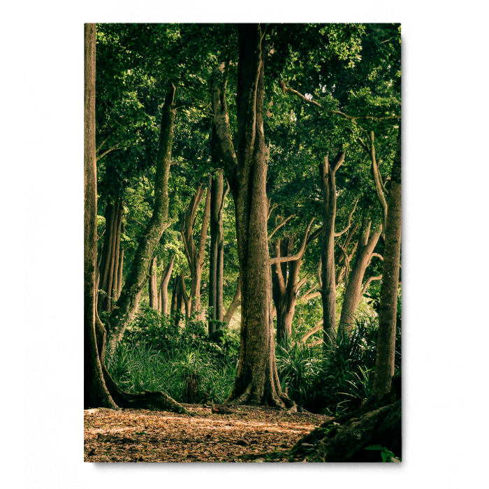 Tropical Forest India [4]