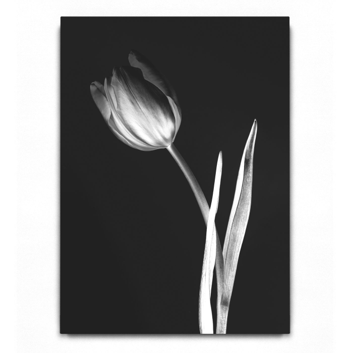 Tulip [2]