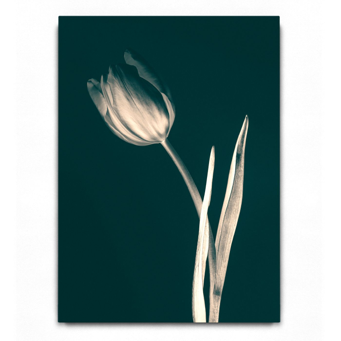 Tulip Green [2]