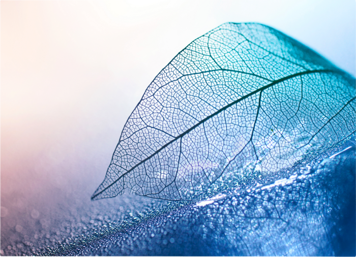 Water Leaf [3]