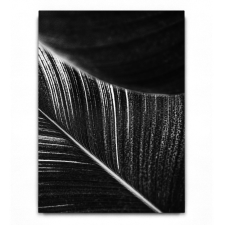 Abstract Leaves 02 B&W [1]