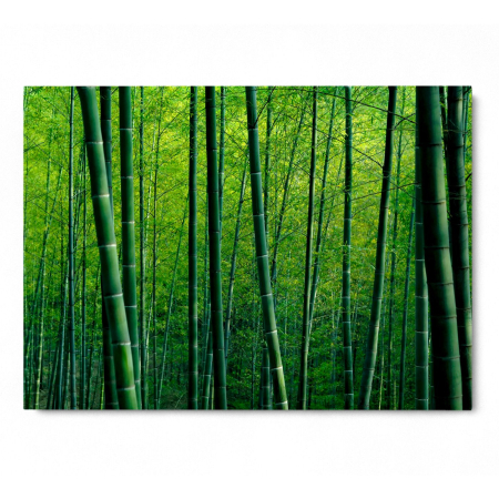 Bamboo Forest in China [2]