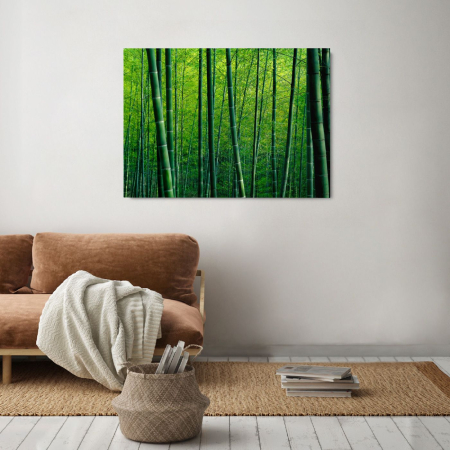 Bamboo Forest in China [1]