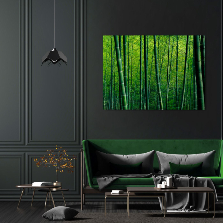 NATURE - Bamboo Forest in China