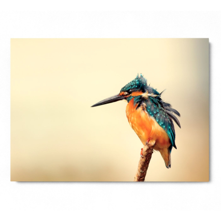 Blue jay Landscape [2]