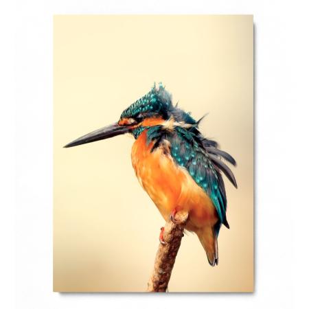 Blue Jay Portrait [2]