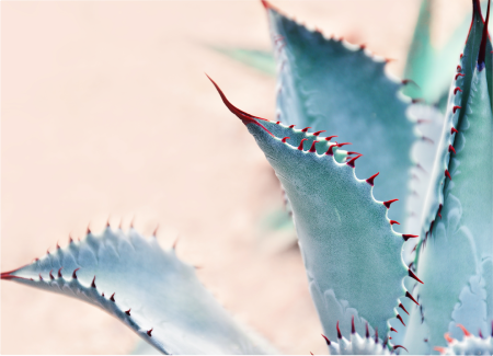 Cactus Defence [2]