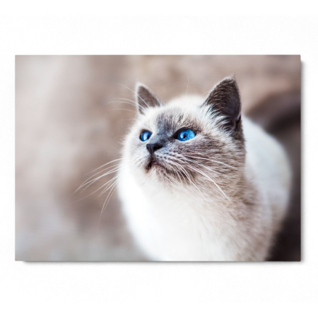 Cat Elegance Landscape [2]