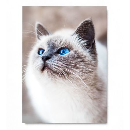 Cat Elegance Portrait [2]