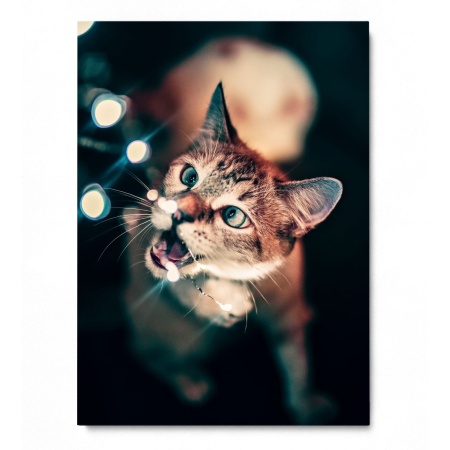 Curious Cat Portrait [2]