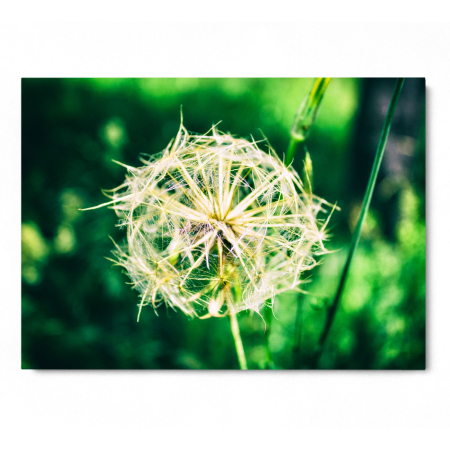 Dandelion [2]