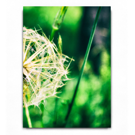 Dandelion [1]
